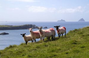 West of Ireland Sheep Beauty Competition