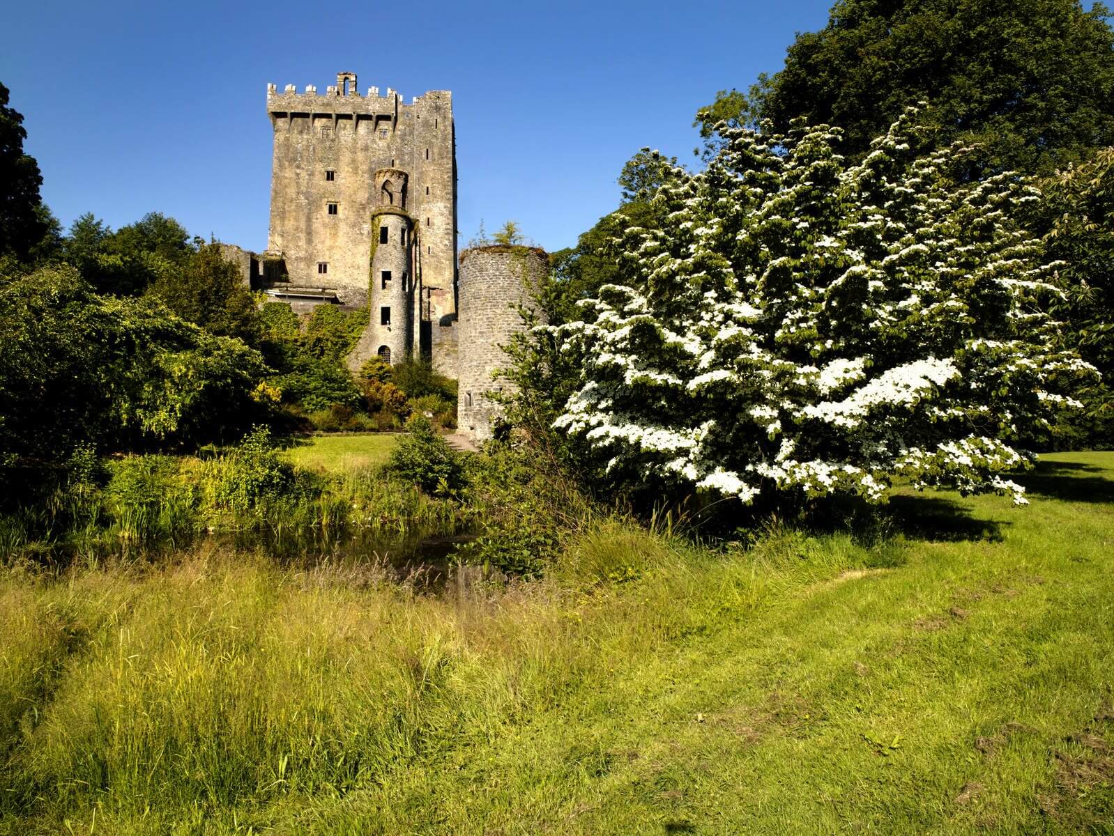 A long shot of the Blarney Castle Towers