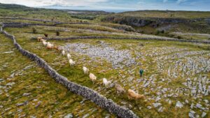 For thousands of years, Burren farmers have marked the end of summer by herding their cattle onto winterage pastures in the limestone uplands where they spend the winter grazing.