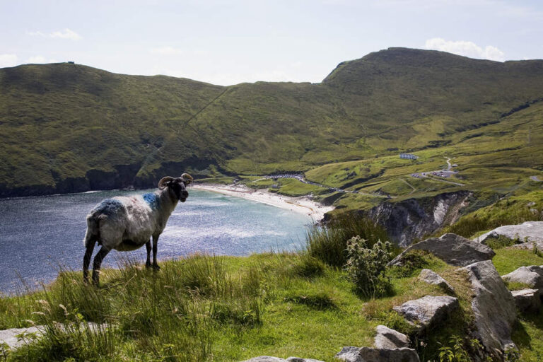Sheep overlooking Keem Bay, on Achill Island
